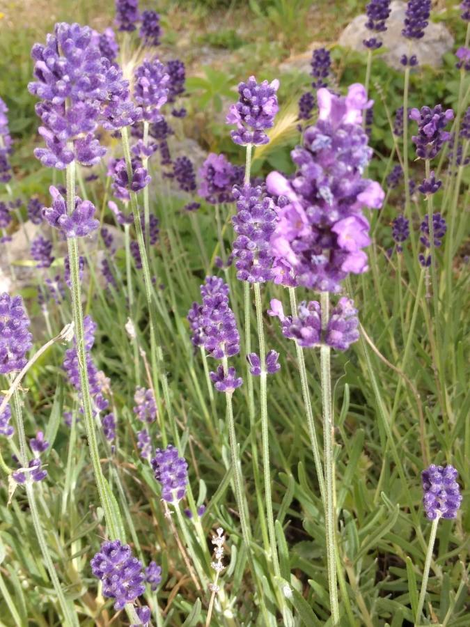 Il Giardino Di Julia B&B Tortora Eksteriør bilde